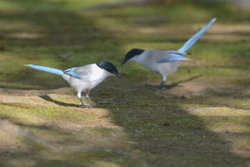 公園や住宅地で見られる青い羽の美しい身近な野鳥オナガ