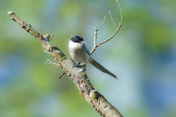公園や住宅地で見られる青い羽の美しい身近な野鳥オナガ
