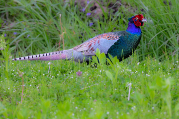 春から初夏に草原や高原で見られる緑色の美しい羽を持つ日本固有種の鳥キジ