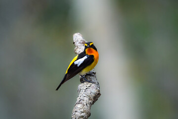 軽井沢や上高地の高原の森で出会えるオレンジと黄色と黒の鮮やかな美しい夏鳥のキビタキ