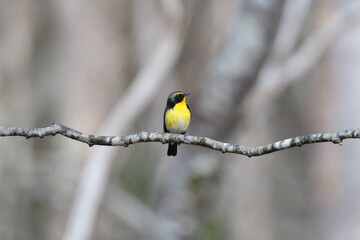 軽井沢や上高地の高原の森で出会えるオレンジと黄色と黒の鮮やかな美しい夏鳥のキビタキ