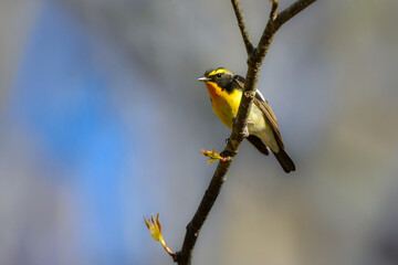 軽井沢や上高地の高原の森で出会えるオレンジと黄色と黒の鮮やかな美しい夏鳥のキビタキ