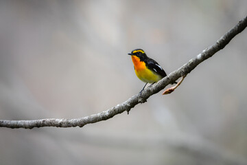 軽井沢や上高地の高原の森で出会えるオレンジと黄色と黒の鮮やかな美しい夏鳥のキビタキ