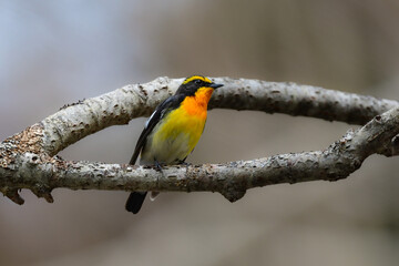 軽井沢や上高地の高原の森で出会えるオレンジと黄色と黒の鮮やかな美しい夏鳥のキビタキ