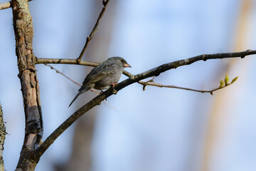 戸隠や上高地の初夏の森で出会える東アジアでしか見られない美しい小鳥クロジ