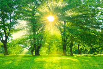 緑の森　木漏れ日