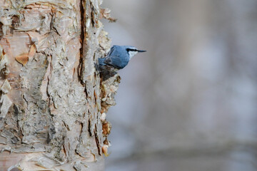 高原や冬の雑木林で見られる人懐っこいかわいい小鳥、ゴジュウカラ