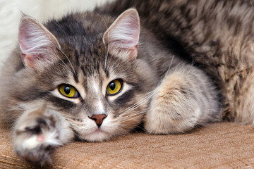 Fluffy Cat with Yellow Eyes Lying Down