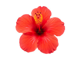 Close-up of a vibrant red hibiscus flower.
