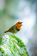 初夏に高山の渓流沿いで見られるオレンジ色の美しい渡り鳥、日本を代表する小鳥コマドリ