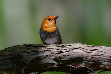 初夏に高山の渓流沿いで見られるオレンジ色の美しい渡り鳥、日本を代表する小鳥コマドリ