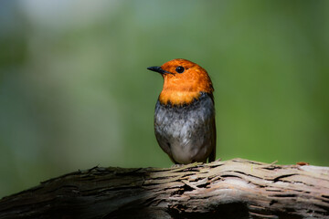 初夏に高山の渓流沿いで見られるオレンジ色の美しい渡り鳥、日本を代表する小鳥コマドリ