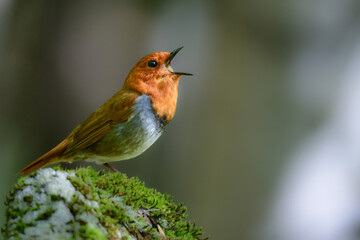 初夏に高山の渓流沿いで見られるオレンジ色の美しい渡り鳥、日本を代表する小鳥コマドリ