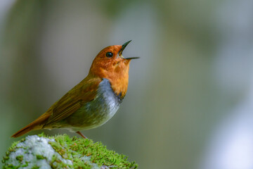 初夏に高山の渓流沿いで見られるオレンジ色の美しい渡り鳥、日本を代表する小鳥コマドリ