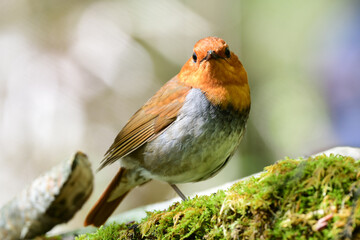初夏に高山の渓流沿いで見られるオレンジ色の美しい渡り鳥、日本を代表する小鳥コマドリ