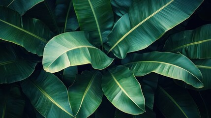 Obraz premium Close-up view of lush green tropical banana leaves forming a natural dense pattern with visible veins and textures