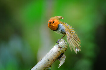 初夏に高山の渓流沿いで見られるオレンジ色の美しい渡り鳥、日本を代表する小鳥コマドリ