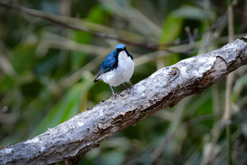 上高地や軽井沢の初夏の高原で見られる青と白が美しい人気のある野鳥、コルリ