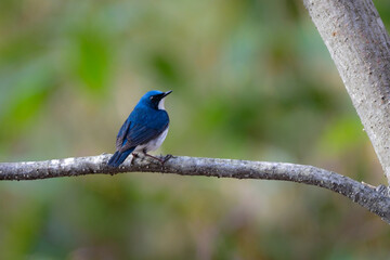 上高地や軽井沢の初夏の高原で見られる青と白が美しい人気のある野鳥、コルリ