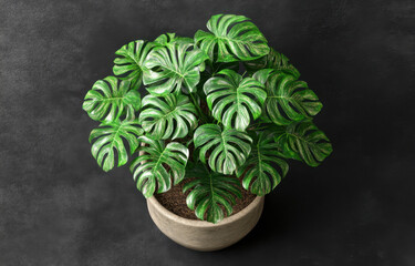 Vibrant monstera plant with large, glossy leaves is displayed textured pot, showcasing its lush...