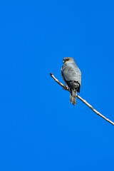 住宅地や公園でも出会うことができる身近なハンター、かっこいい猛禽類のツミ