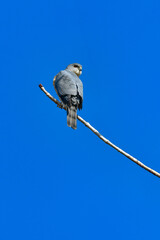 住宅地や公園でも出会うことができる身近なハンター、かっこいい猛禽類のツミ