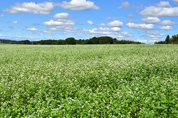 青空とソバ畑