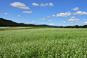 青空とソバ畑