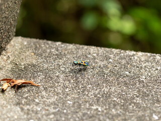 石段の上のハンミョウ