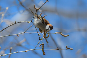 冬から初夏にかけて日光や八ヶ岳の高原で見られるかわいい野鳥ニュウナイスズメ