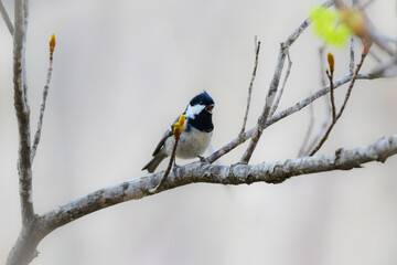初夏に公園や高原で見られる身近なかわいい野鳥、人懐っこいヒガラ