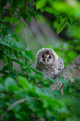 初夏の高原で出会えるふわふわの産毛のかわいらしい身近な野鳥、フクロウのひな