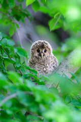 初夏の高原で出会えるふわふわの産毛のかわいらしい身近な野鳥、フクロウのひな