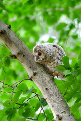 初夏の高原で出会えるふわふわの産毛のかわいらしい身近な野鳥、フクロウのひな
