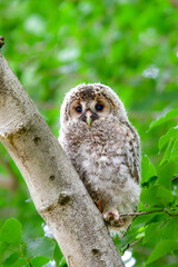 初夏の高原で出会えるふわふわの産毛のかわいらしい身近な野鳥、フクロウのひな