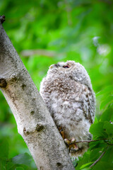 初夏の高原で出会えるふわふわの産毛のかわいらしい身近な野鳥、フクロウのひな