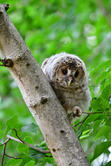 初夏の高原で出会えるふわふわの産毛のかわいらしい身近な野鳥、フクロウのひな