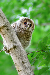 初夏の高原で出会えるふわふわの産毛のかわいらしい身近な野鳥、フクロウのひな
