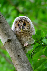 初夏の高原で出会えるふわふわの産毛のかわいらしい身近な野鳥、フクロウのひな