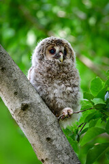 初夏の高原で出会えるふわふわの産毛のかわいらしい身近な野鳥、フクロウのひな