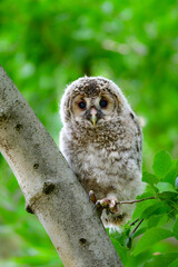 初夏の高原で出会えるふわふわの産毛のかわいらしい身近な野鳥、フクロウのひな