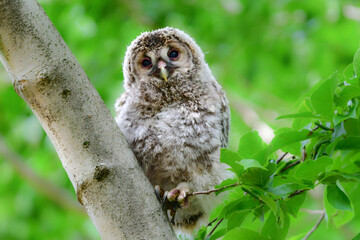 初夏の高原で出会えるふわふわの産毛のかわいらしい身近な野鳥、フクロウのひな