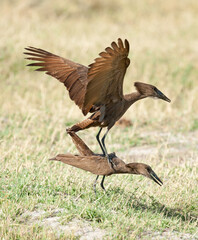 Africa Botswana, the  Okavango  delta ,mating brown  hammerkops.