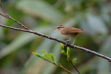 初夏に高原や公園の森で出会えるとても小さなかわいらしい野鳥、夏鳥のヤブサメ