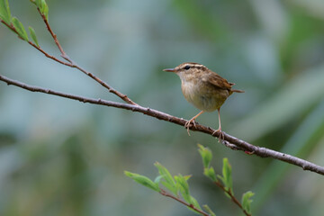 初夏に高原や公園の森で出会えるとても小さなかわいらしい野鳥、夏鳥のヤブサメ