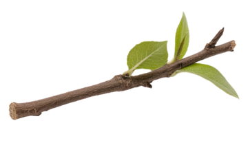 Emergence of life: A close-up shot of a slender, budding twig, showcasing vibrant green leaves against a natural, organic backdrop