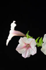 Full blooming of surfinia (Petunia × hybrida) in Japan in summer