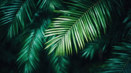 Lush Tropical Palm Fronds.