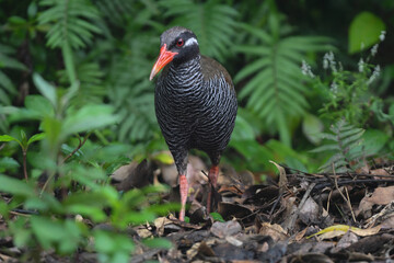 白黒のゼブラ模様に赤い嘴と脚が目立つ、沖縄固有種の人気者、飛べない鳥ヤンバルクイナ