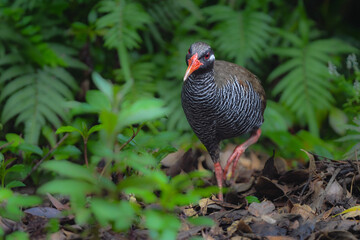 白黒のゼブラ模様に赤い嘴と脚が目立つ、沖縄固有種の人気者、飛べない鳥ヤンバルクイナ